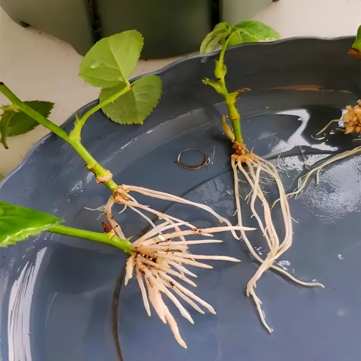 3-индолектическая кислота IAA  – обзор и цена Rooting Hormone Powder